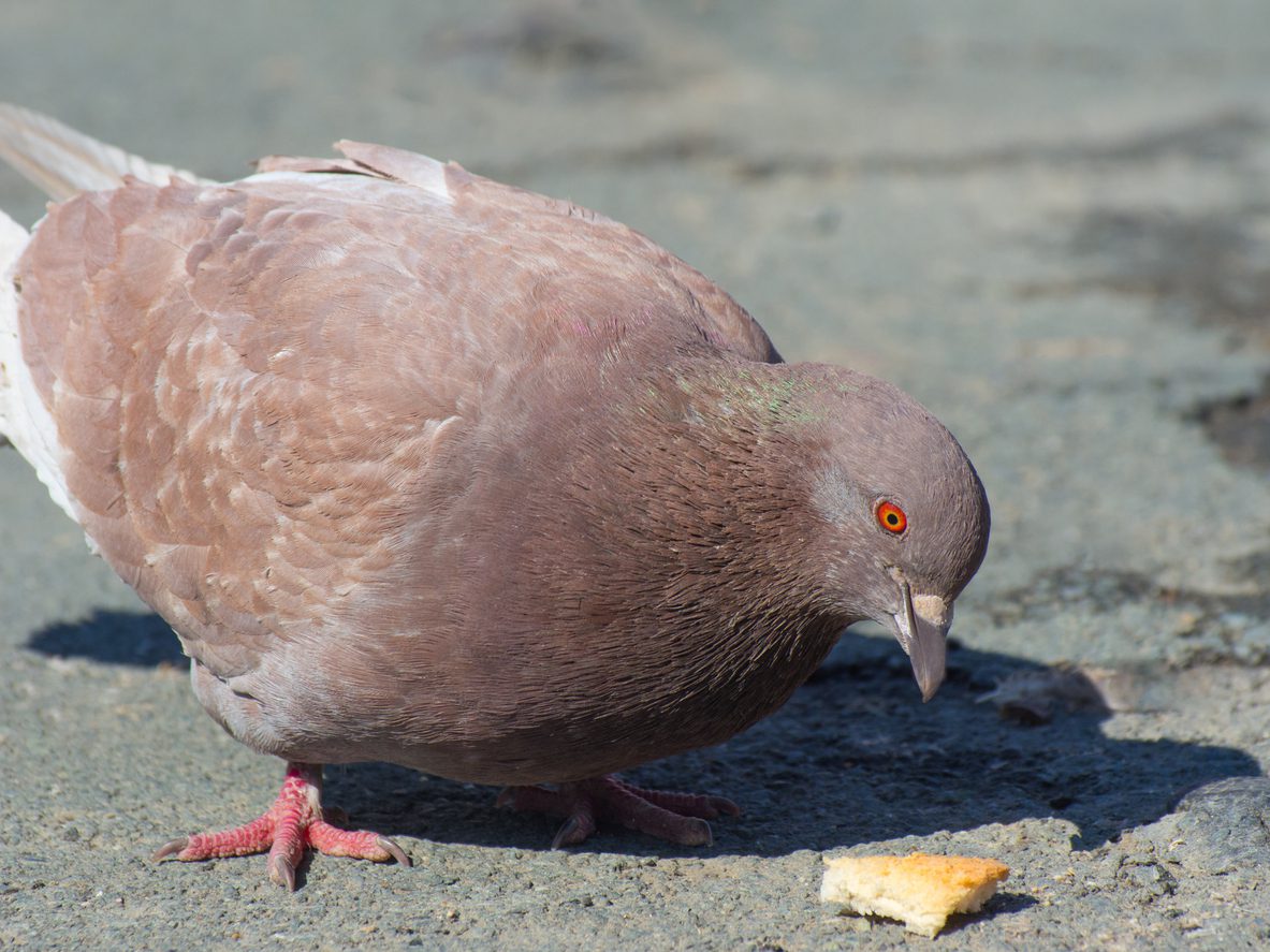 “Breadcrumbing in modern dating is a lot like tossing snacks to pigeons—lots of flapping, not a lot of follow-through.” Breadcrumbing, but Make It Literal… Ever feel like you’re just being tossed a few crumbs of attention—just enough to keep you circling, hoping for more? That’s breadcrumbing in the dating world. And honestly, it’s a lot like watching a flock of pigeons in the park. You toss out a few crumbs... They flutter over, nibble, hang around... But once the snacks stop? They’re gone. Breadcrumbing works the same way: someone sends a flirty text, reacts to your story, or drops a vague “we should hang out sometime.” But there’s never any follow-through. No real plan. Just enough to keep you in orbit. You deserve more than scattered crumbs. You deserve the whole damn picnic.