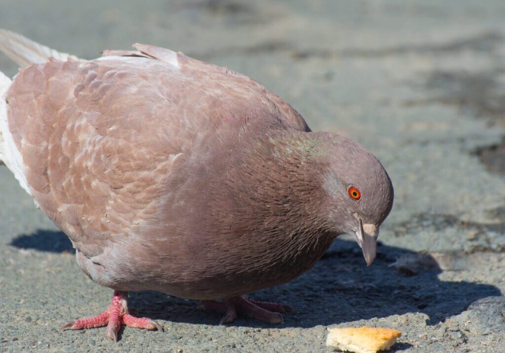 Breadcrumbing, but Make It Literal… Ever feel like you’re just being tossed a few crumbs of attention—just enough to keep you circling, hoping for more? That’s breadcrumbing in the dating world. And honestly, it’s a lot like watching a flock of pigeons in the park. You toss out a few crumbs... They flutter over, nibble, hang around... But once the snacks stop? They’re gone. Breadcrumbing works the same way: someone sends a flirty text, reacts to your story, or drops a vague “we should hang out sometime.” But there’s never any follow-through. No real plan. Just enough to keep you in orbit. You deserve more than scattered crumbs. You deserve the whole damn picnic.